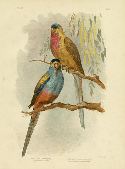 Princess of Wales Parakeet or Princess Parrot, 1891 by Gracius Broinowski